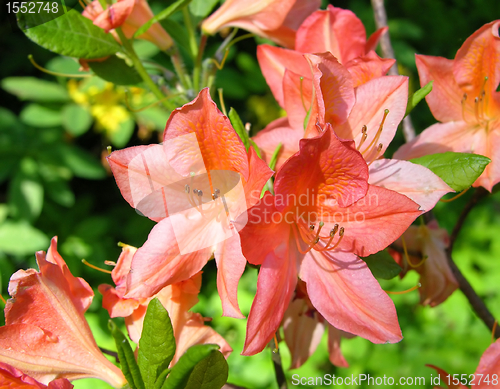 Image of Rhododendron flower