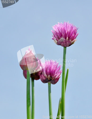 Image of Onion flowers