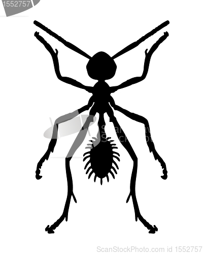 Image of Ant