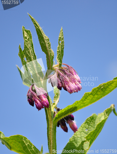 Image of Comfrey (Symphytum officinale)