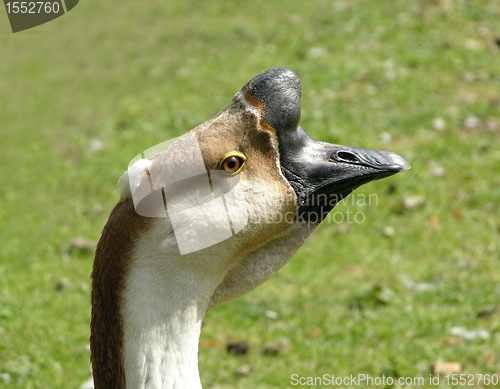 Image of Knob goose