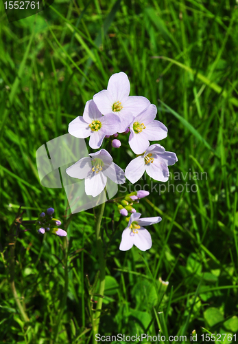 Image of Cuckoo flower (Cardamine pratensis)