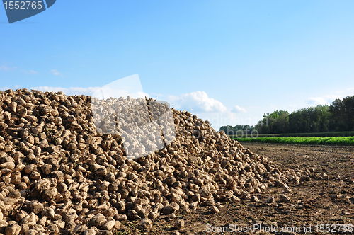 Image of Sugar beets