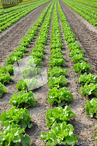 Image of Lettuce field