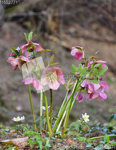 Image of Hellebore (Helleborus)