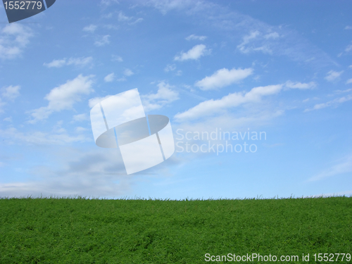 Image of Clover field and blue sky with clouds