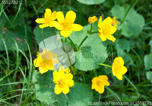 Image of Marsh marigold (Caltha palustris)