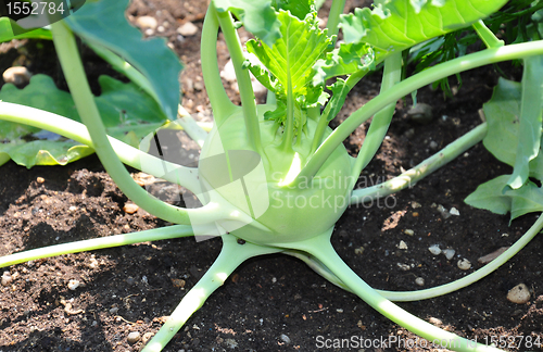 Image of Kohlrabi