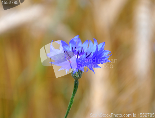 Image of Cornflowers (Centaurea cyanus)