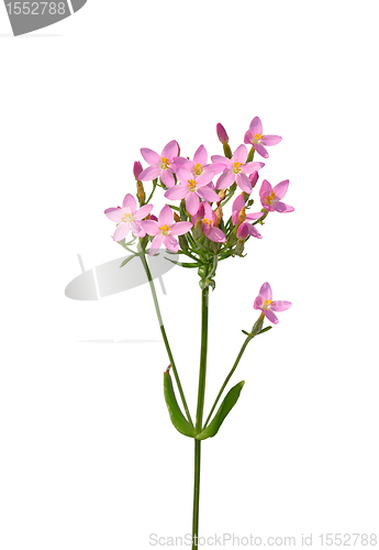 Image of Common centaury (Centaurium erythraea)