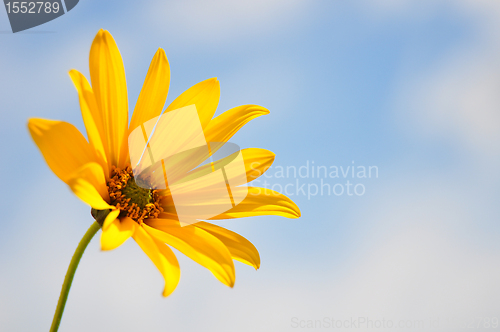 Image of Small sunflower