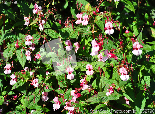 Image of Himalayan balsam (Impatiens glandulifera)