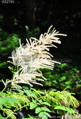 Image of Goat's beard (Aruncus dioicus)