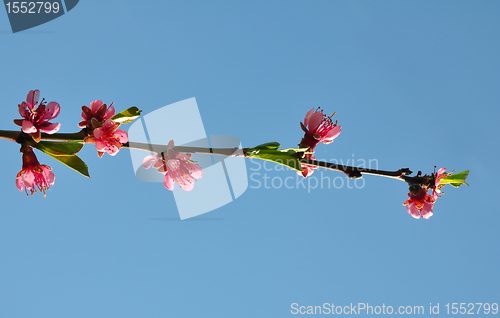 Image of Peach flower (Prunus persica)