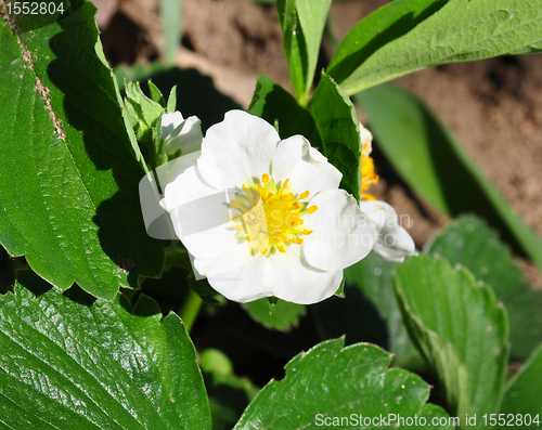 Image of Strawberry flower (Fragaria)