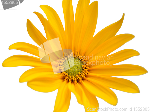 Image of Small sunflower