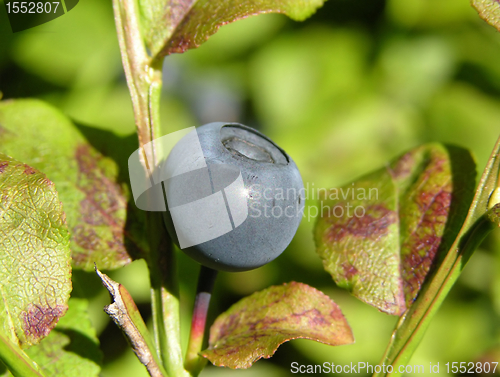 Image of Bilberry with leaves