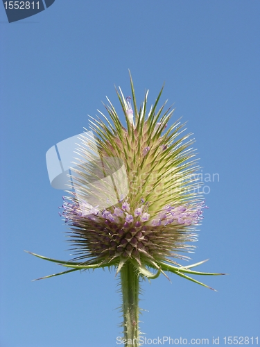 Image of Thistle flower before blue sky