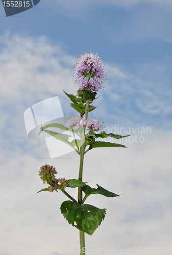 Image of Water mint (Mentha aquatica)