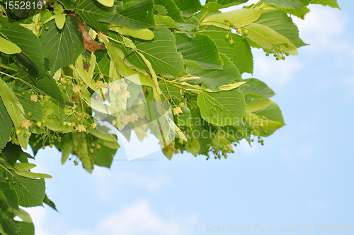 Image of Lime flowers (Tilia)