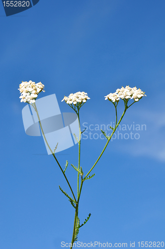 Image of Yarrow (Achillea millefolium)