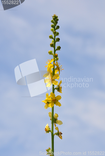 Image of Common agrimony (Agrimonia eupatoria)