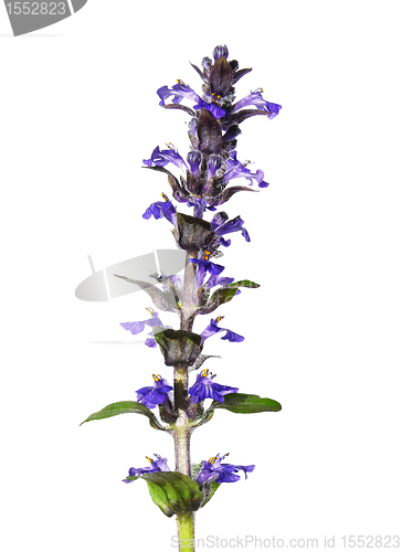 Image of Blue bugle (Ajuga reptans)