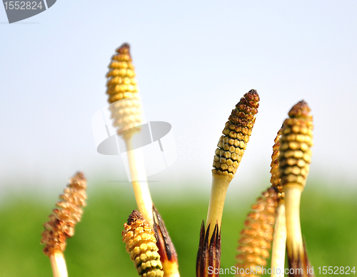 Image of Horsetail flowers