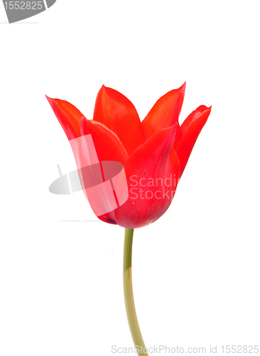 Image of Red tulip