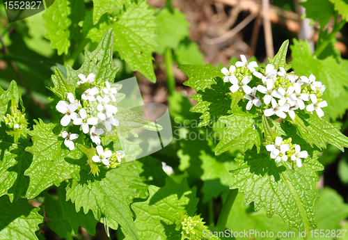 Image of Garlic mustard (Alliaria petiolata)