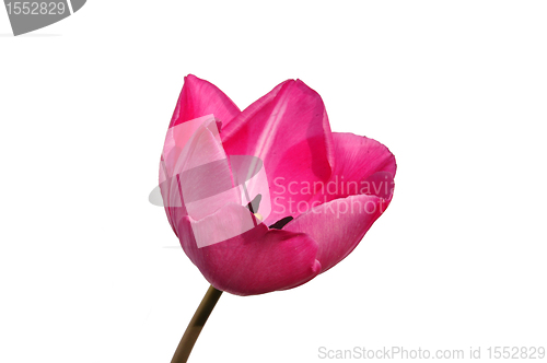 Image of Purple tulip