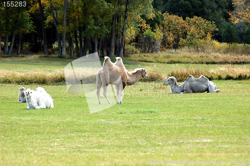 Image of Alpine Camels