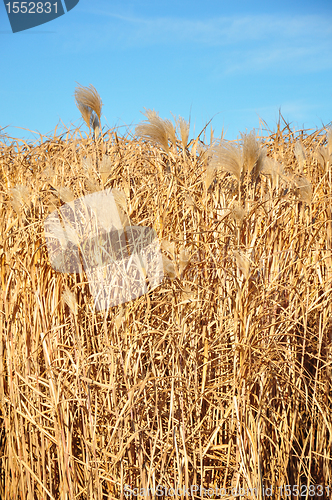 Image of Giant grass (Miscanthus)