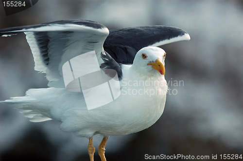 Image of Posing Seagull