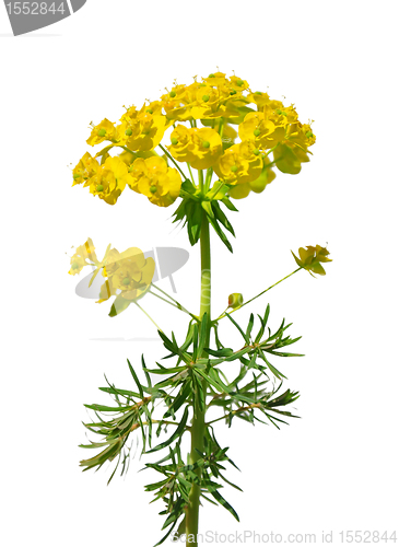 Image of Cypress spurge (Euphorbia cyparissias)