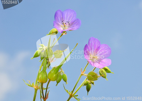 Image of Cranesbill (Geranium)