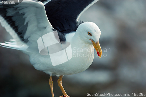 Image of Jon C Gull