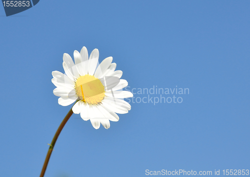 Image of Oxeye daisy (Leucanthemum vulgare)