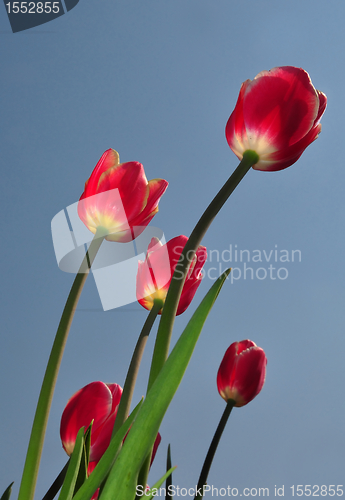 Image of Red tulips