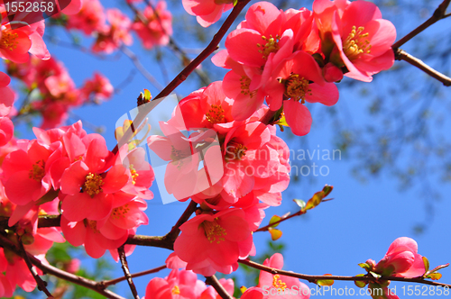 Image of Chinese quince flowers (Chaenomeles speciosa)