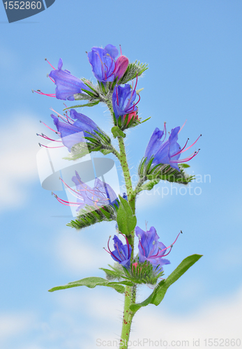 Image of Viper's Bugloss (Echium vulgare)