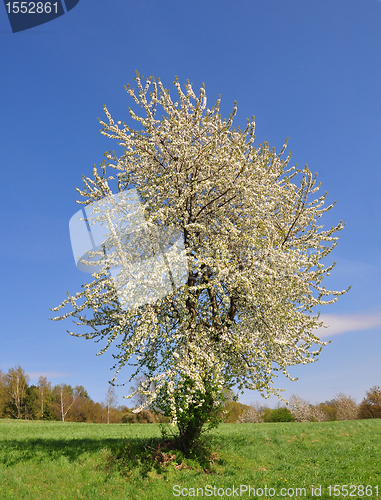 Image of Cherry tree