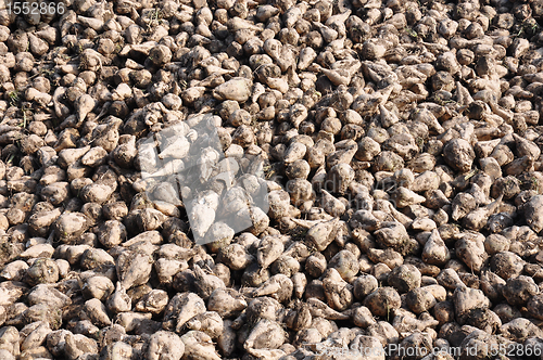 Image of Sugar beets