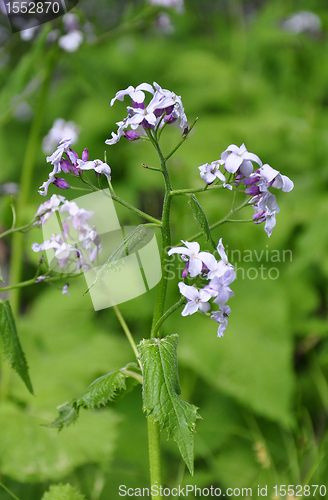 Image of Perennial honesty (Lunaria rediviva)