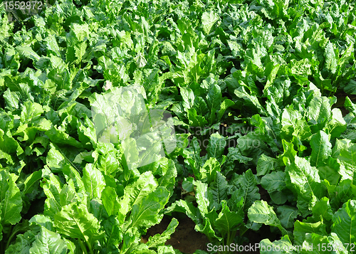 Image of Field with sugar beet