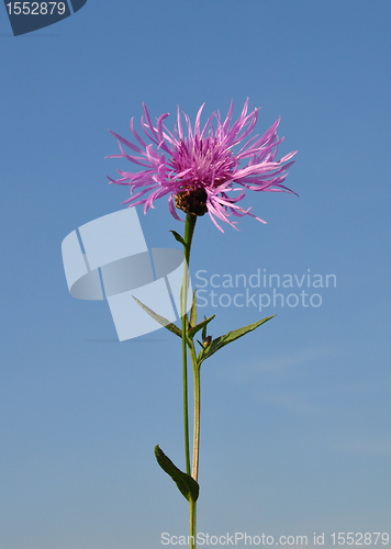 Image of Brown knapweed (Centaurea jacea)