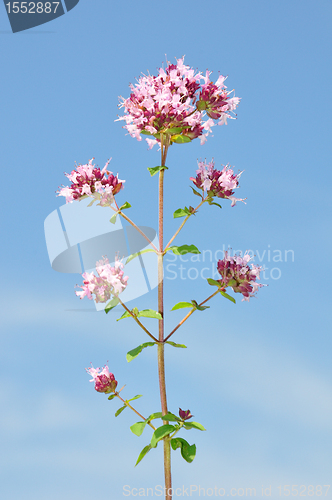 Image of Oregano (Origanum vulgare)