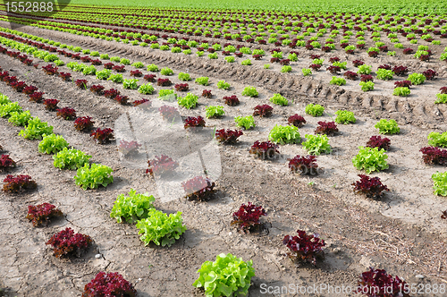 Image of Lettuce field