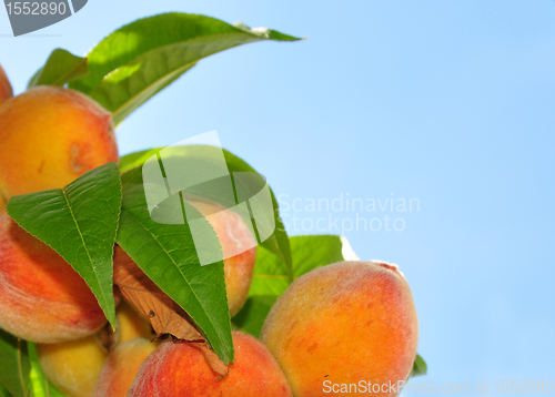 Image of Peaches on tree