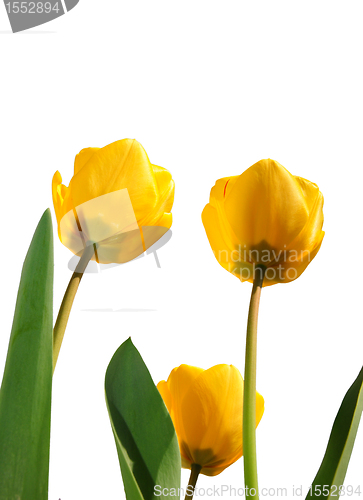 Image of Yellow tulips